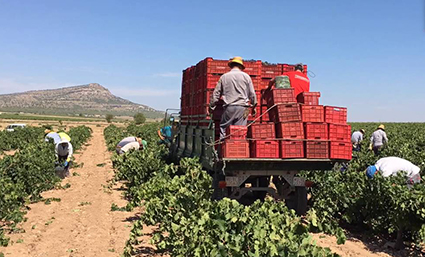 COAG y el campo de Yecla, en busca de soluciones