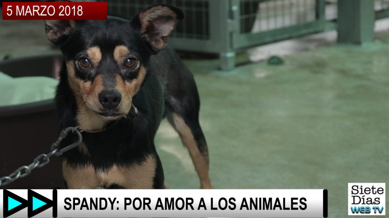 SPANDY: POR AMOR A LOS ANIMALES – 5 MARZO 2018