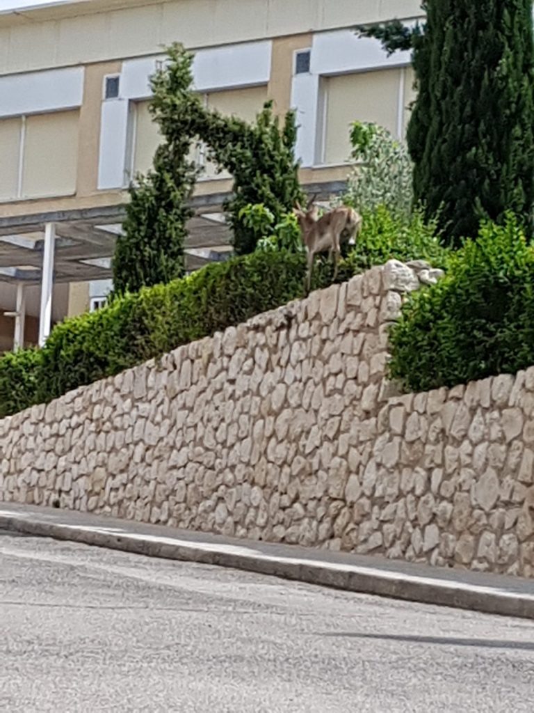 Otra cabra aparece en el Castillo, en las inmediaciones del colegio ‘La Pedrera’