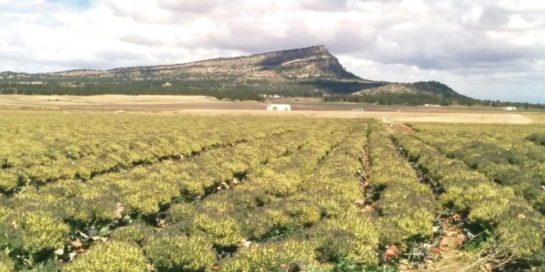 Los acuíferos en el Altiplano se vacían en 12 millones de litros por cada hora