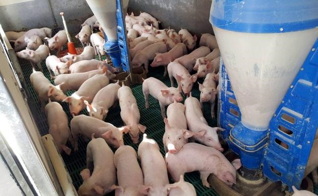 El Ayuntamiento prepara una ordenanza para limitar las granjas porcinas