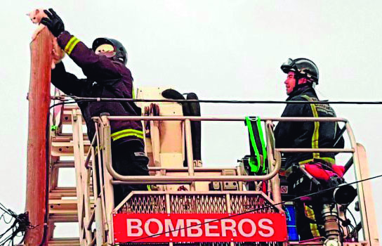 SPANDY pide a Policía Local y bomberos más implicación en el rescate de animales
