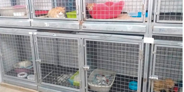 SPANDY alerta sobre la saturación de su gatera con casi 30 felinos en el albergue