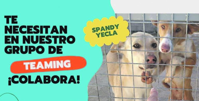 SPANDY afronta 2022 con nuevos retos pero con 15.000 euros más en su convenio anual