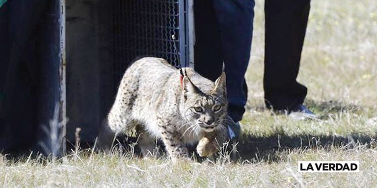 YECLA, TIERRA  SIN LINCES