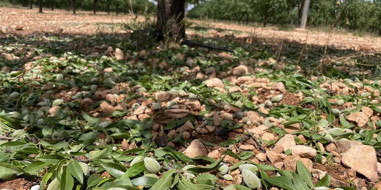 El Ayuntamiento solicita al Gobierno la declaración de zona catastrófica por los daños del pedrisco